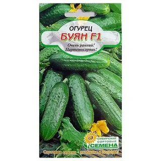 Сорта огурцов буян