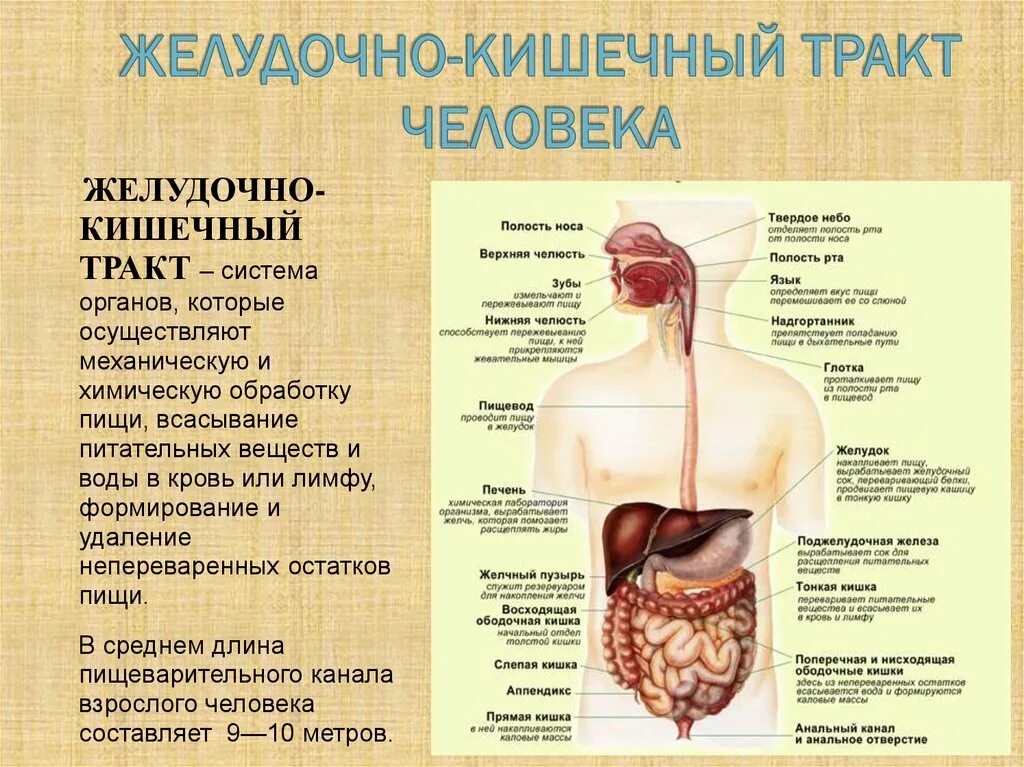 Строение человека система органов. Анатомия желудочно-кишечного тракта. Пищеварительная система отделы ЖКТ. Строение желудочно-кишечного тракта. Структура и функции ЖКТ человека.