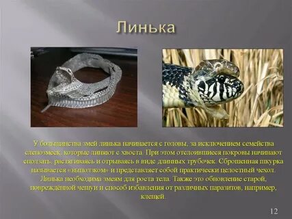 Линька это