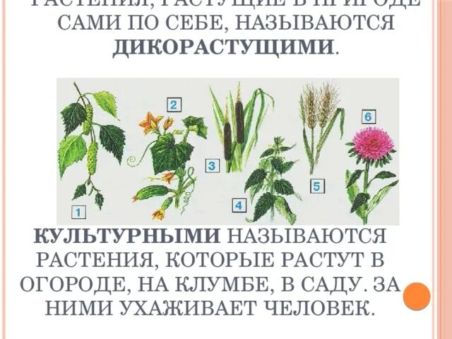 Дикорастущие и культурные. Цветы дикорастущие и культурные. Культурные растения. Декоративные культурные растения. Дикорастущие и культурные растения видео 1 класс.