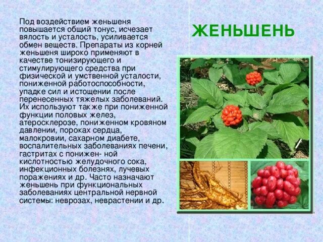 Почему женьшень оказался в красной книге - найдено 87 картинок