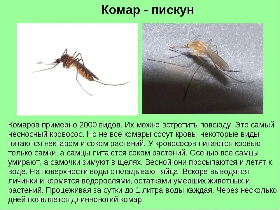 Комар какая среда. Комар Пискун среда обитания. Комар описание. Комар краткое описание. Доклад про комара.