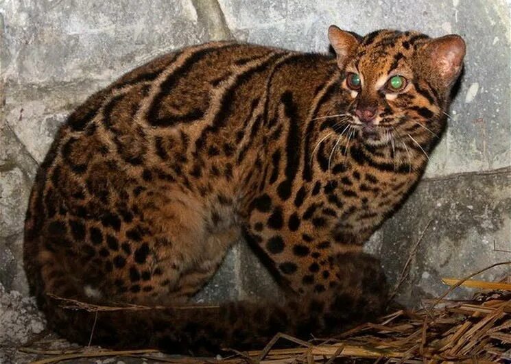 Дикие кошки темминка. Чилийская кошка кодкод. Вид - кошка жоффруа (leopardus geoffroyi):. Семейство кошачьих оцелот. Leopardus geoffroyi.