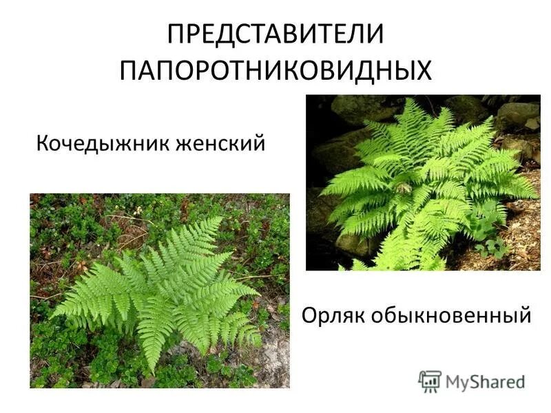 Пример 1 папоротниковидные. Папоротник Щитовник кочедыжник орляк. Представители папоротников орляк. Папоротник орляк отличия. Отдел Папоротниковидные представители.