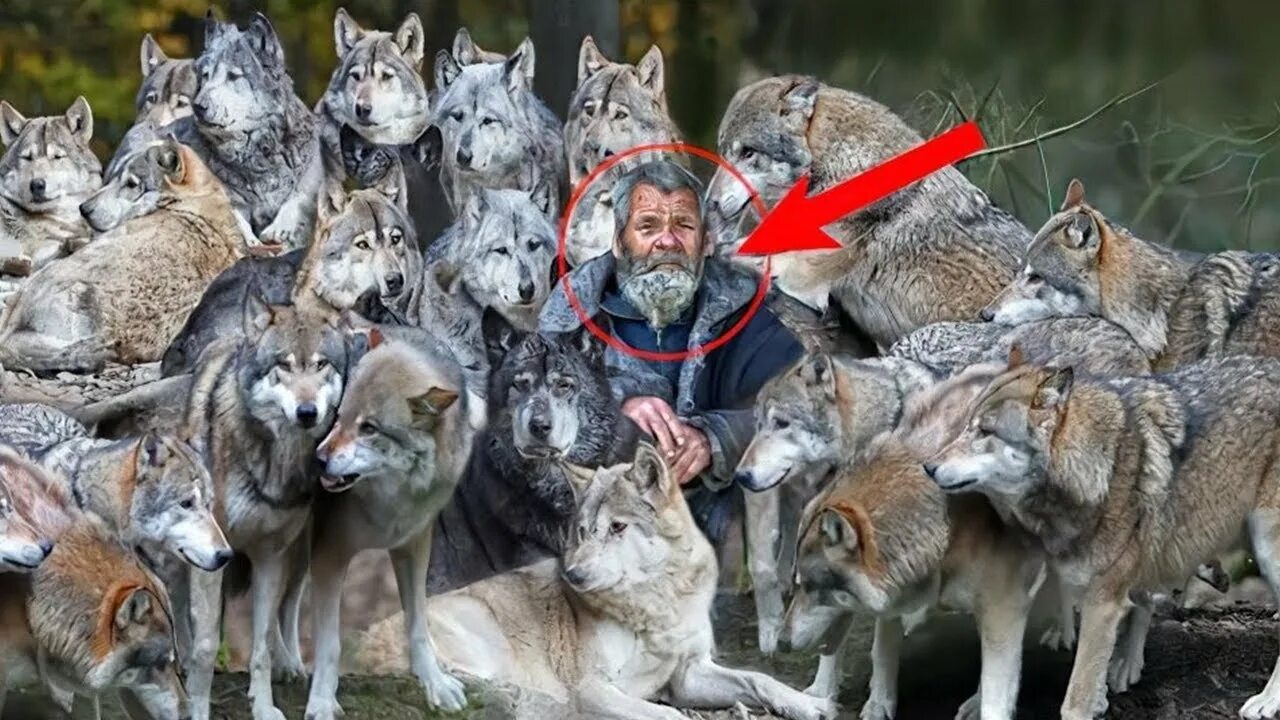 Спас волка и стая его приняла. Стая голодных волков в лесу.