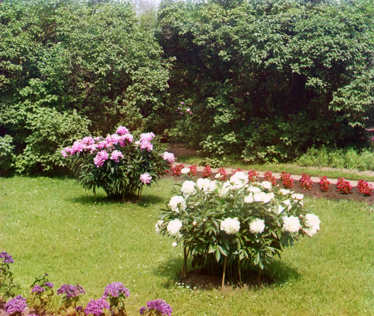 Пион bouchela. Пион rosea plena. Пион якормав ландшафте. Пионы в дизайне. Пионы в дизайне.