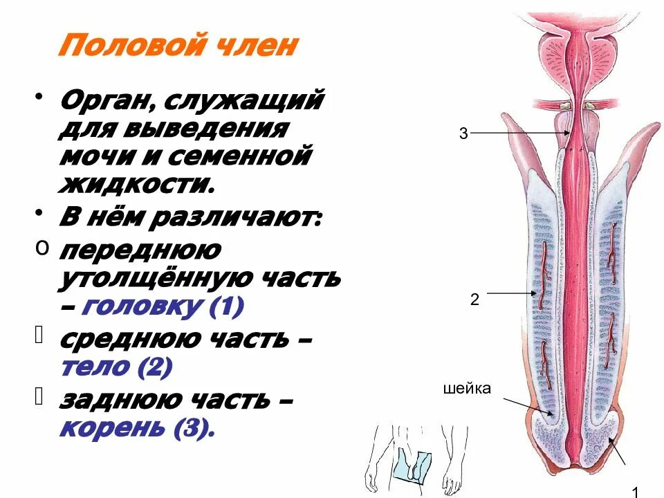 Половому Члену
