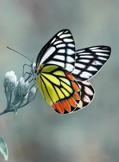 De papillon