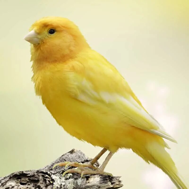 Canary - канарейка. Canary - канарейка. Певчая птичка канарейка. Канарейки canaries. Канарейки canaries.