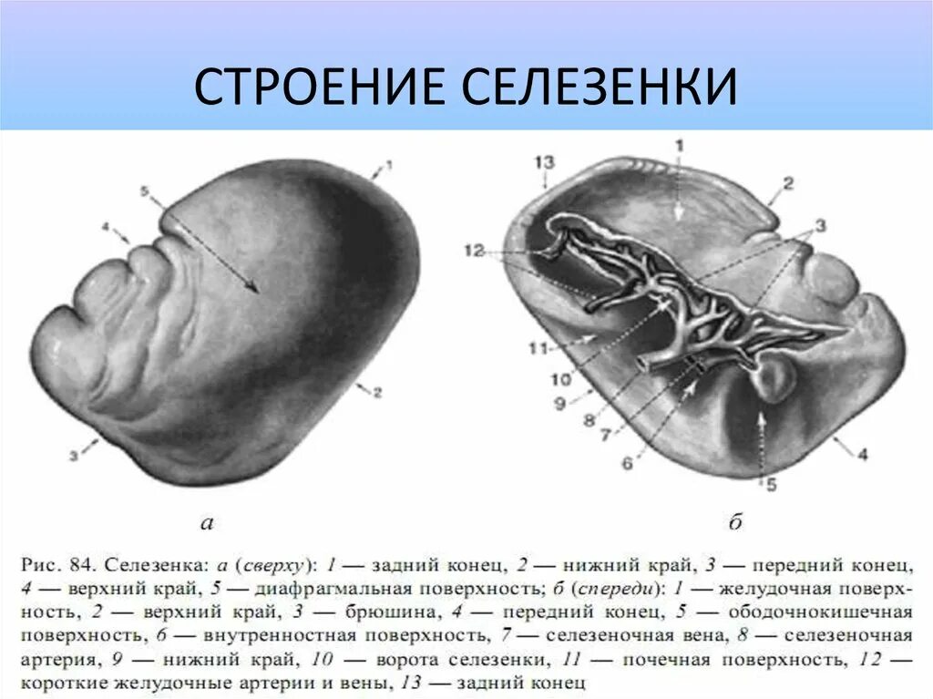 Типы селезенок