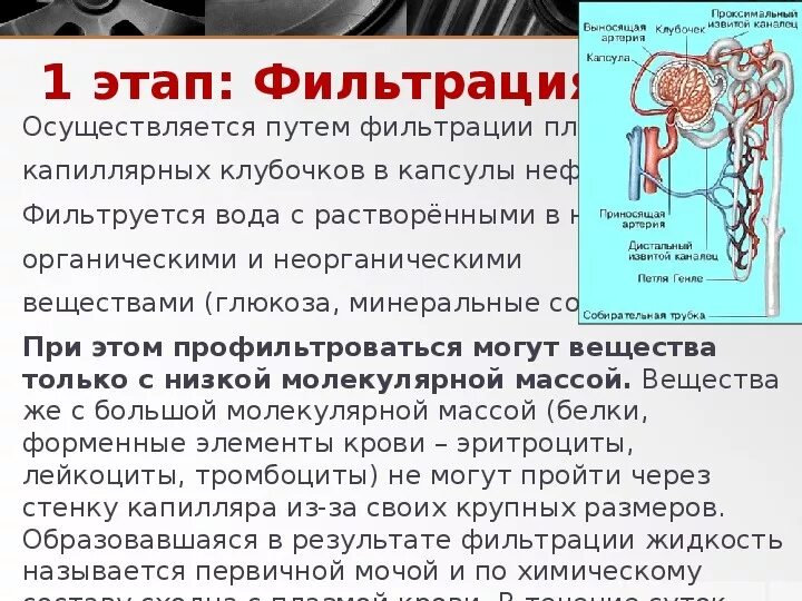 Кровь в почках у мужчин. Презентация мочевыделительная система ЕГЭ. Из капиллярного клубочка почки кровь поступает в. Из капиллярного клубочка в почечную капсулу не поступают. Что поступает в капиллярный клубочек.