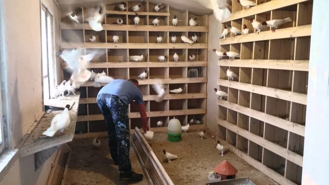 Как сделать гнезда для голубей