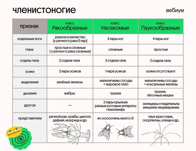 Тип членистоногие общая характеристика классов. Многообразие членистоногих таблица. сравнительная характеристика классов членистоногие таблица 7 класс. таблица членистоногие 7 класс биология. тип членистоногие класс насекомые 7 класс таблица.