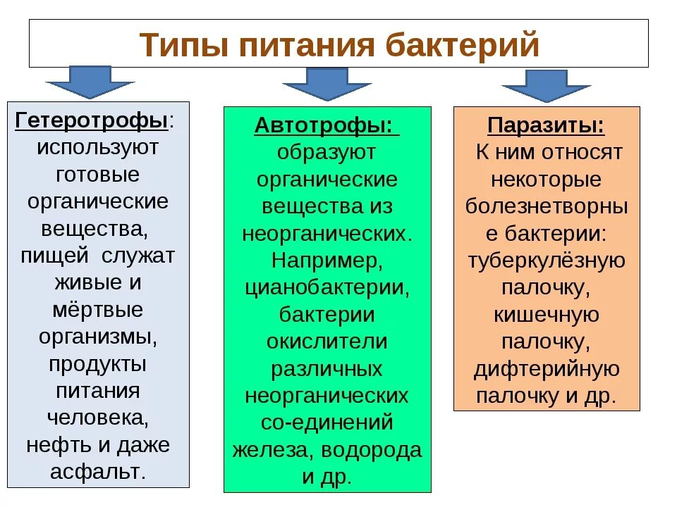 Автотрофный тип питания характерен