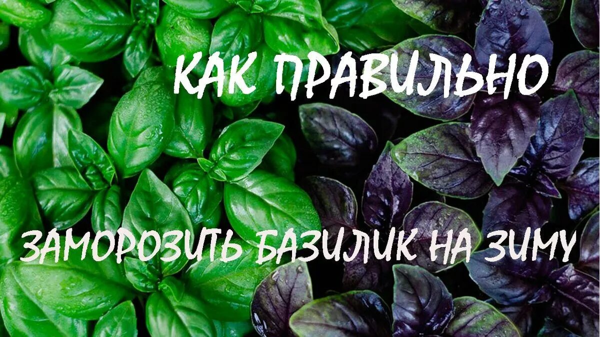 Можно ли замораживать листья базилика