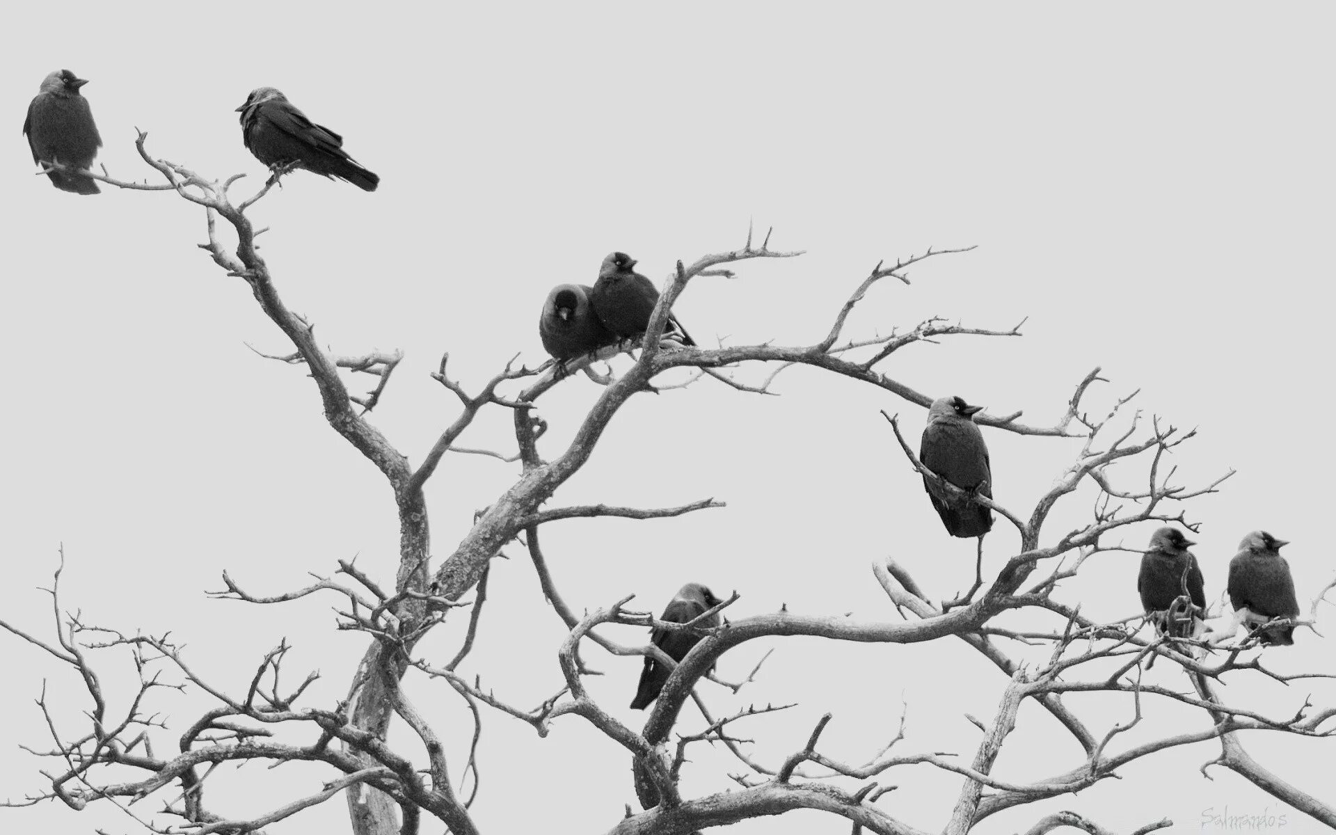 Птицы на верхушках деревьев. Вороны на ветке. Птичка на ветке. Ворон на ветке.