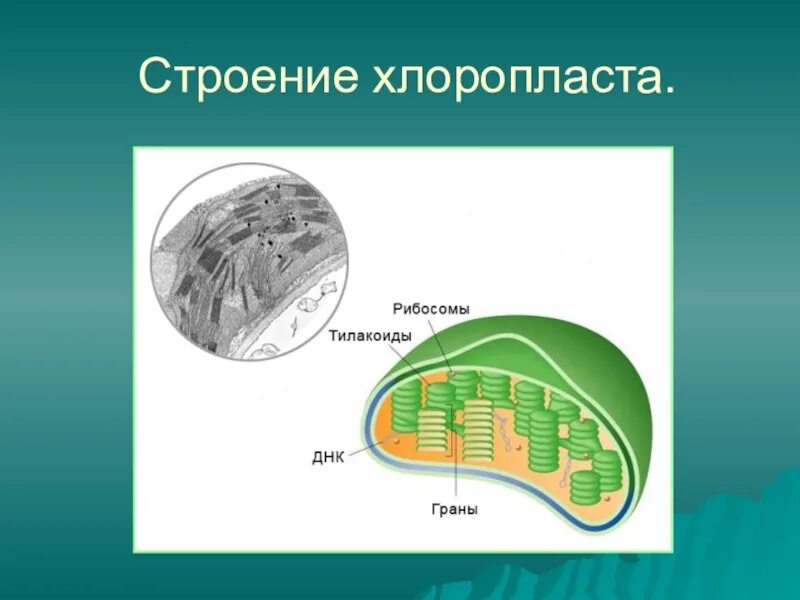 В хлоропластах синтезируется. Строение хлоропласта фотосинтез. Строение хлоропласта Матрикс. Электронно-микроскопическое строение хлоропластов.