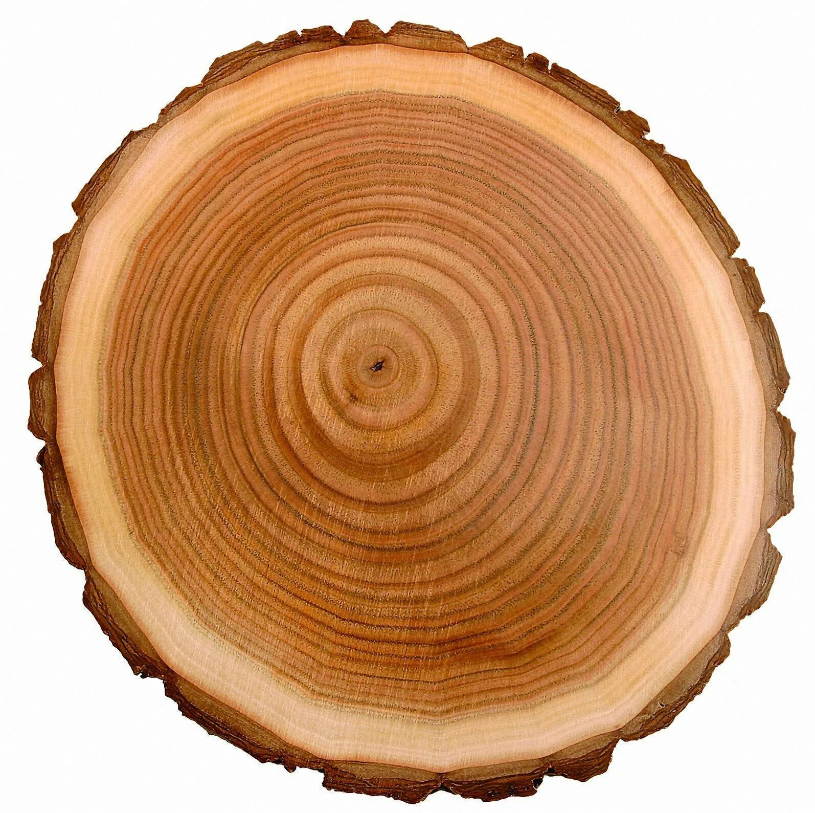 Срез дерева вектор. Срез дерева текстура. Срез дерева. Годовые кольца дерева. Рисунок среза.
