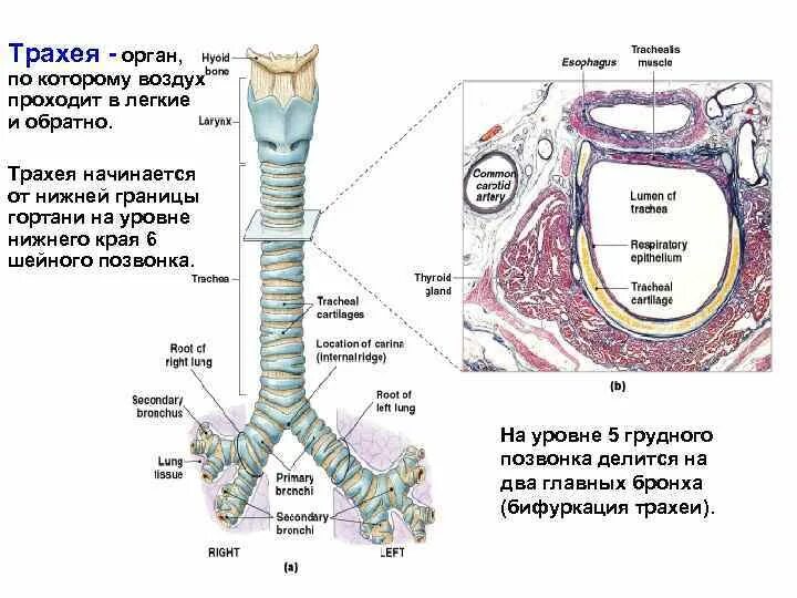 Трахея относительно пищевода. Трахея анатомия схема. Строение гортани трахеи бронхов. Трахея положение строение функции. Строение гортани трахеи анатомия.