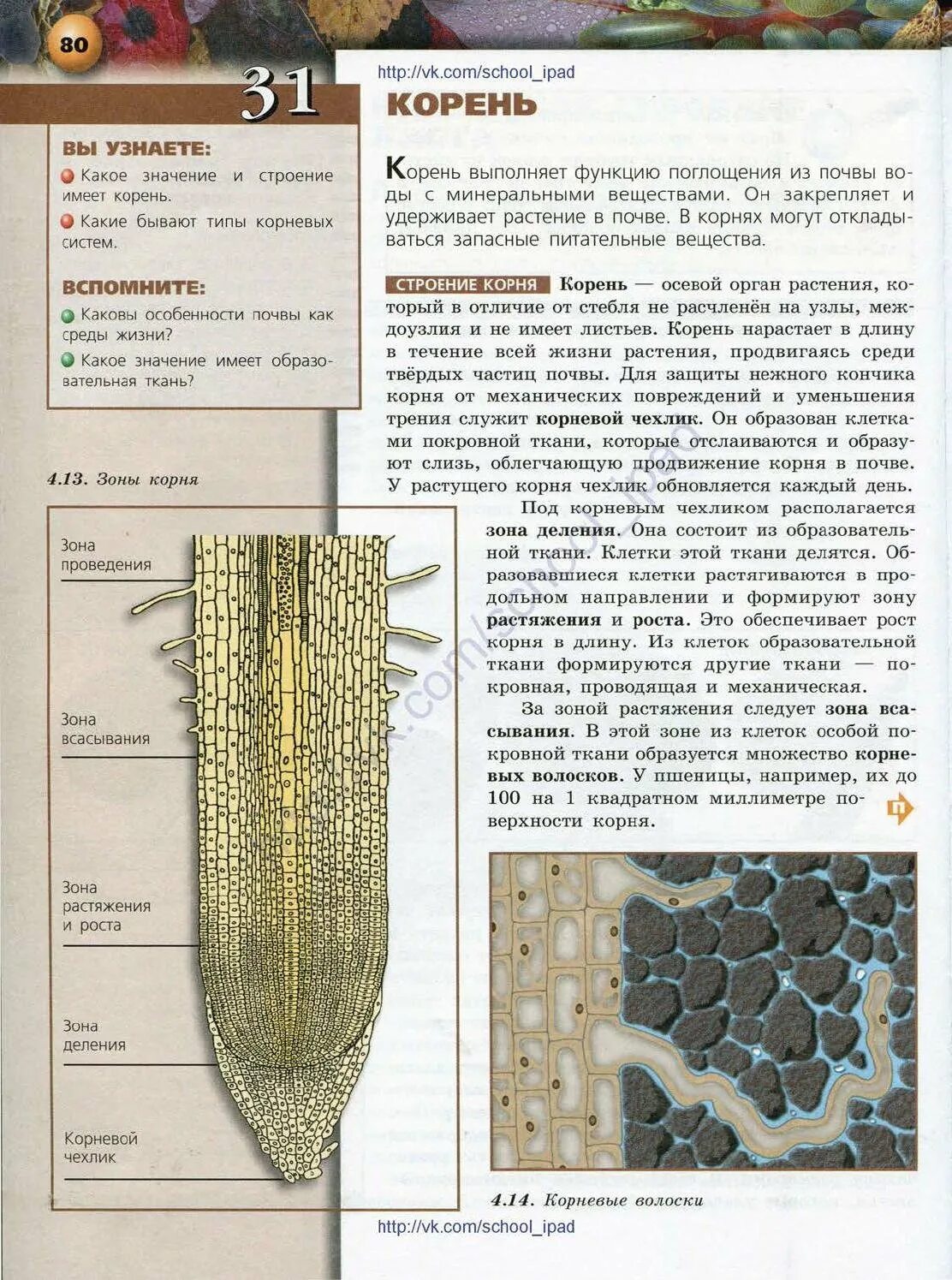 Биология 6 класс учебник строение корня. Зоны корня. Зоны корня рисунок. Строение клетки корня. От повреждений кончик корня защищает