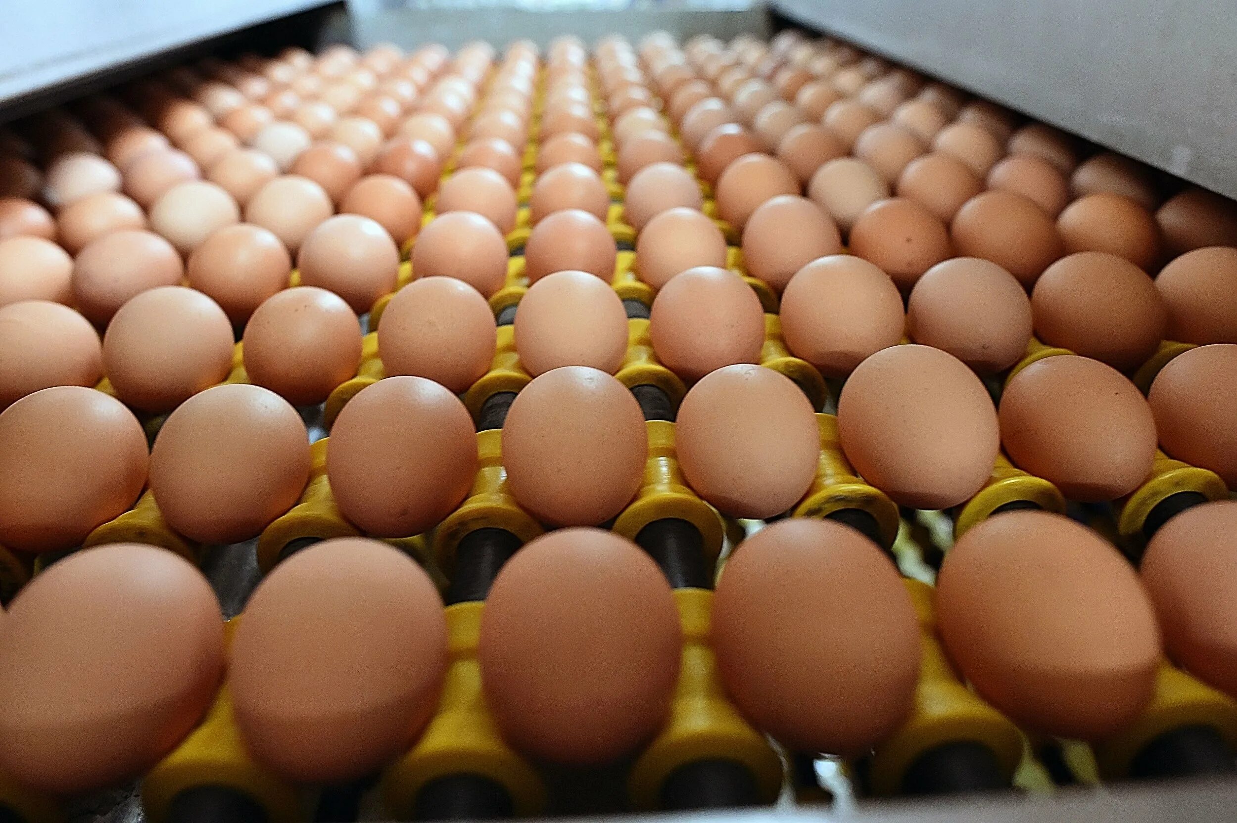 Eggs to order