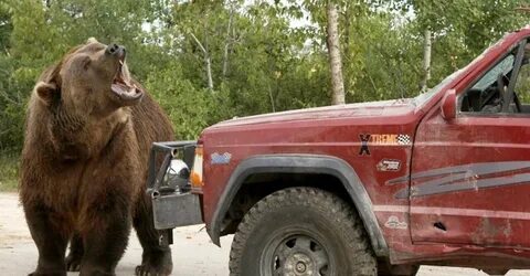 Fury bear