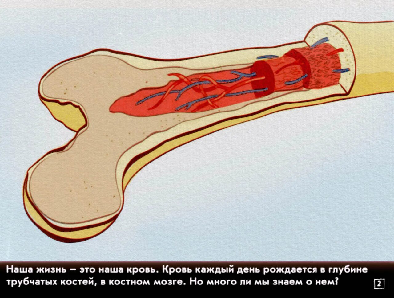 Функция желтого костного мозга в трубчатой кости. Желатинозный костный мозг. Анатомия человека красный костный мозг.