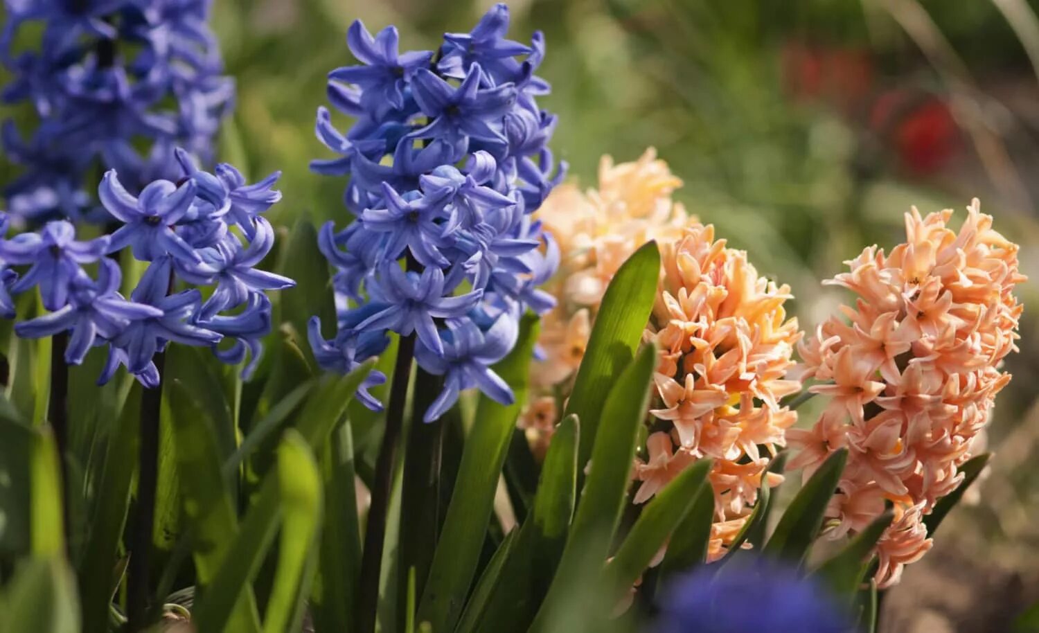 Луковичный цветок гиацинт. Гиацинт садовый Остара. Hyacinthus orientalis гиацинт Восточный. Гиацинт Yellowstone. Гиацинд