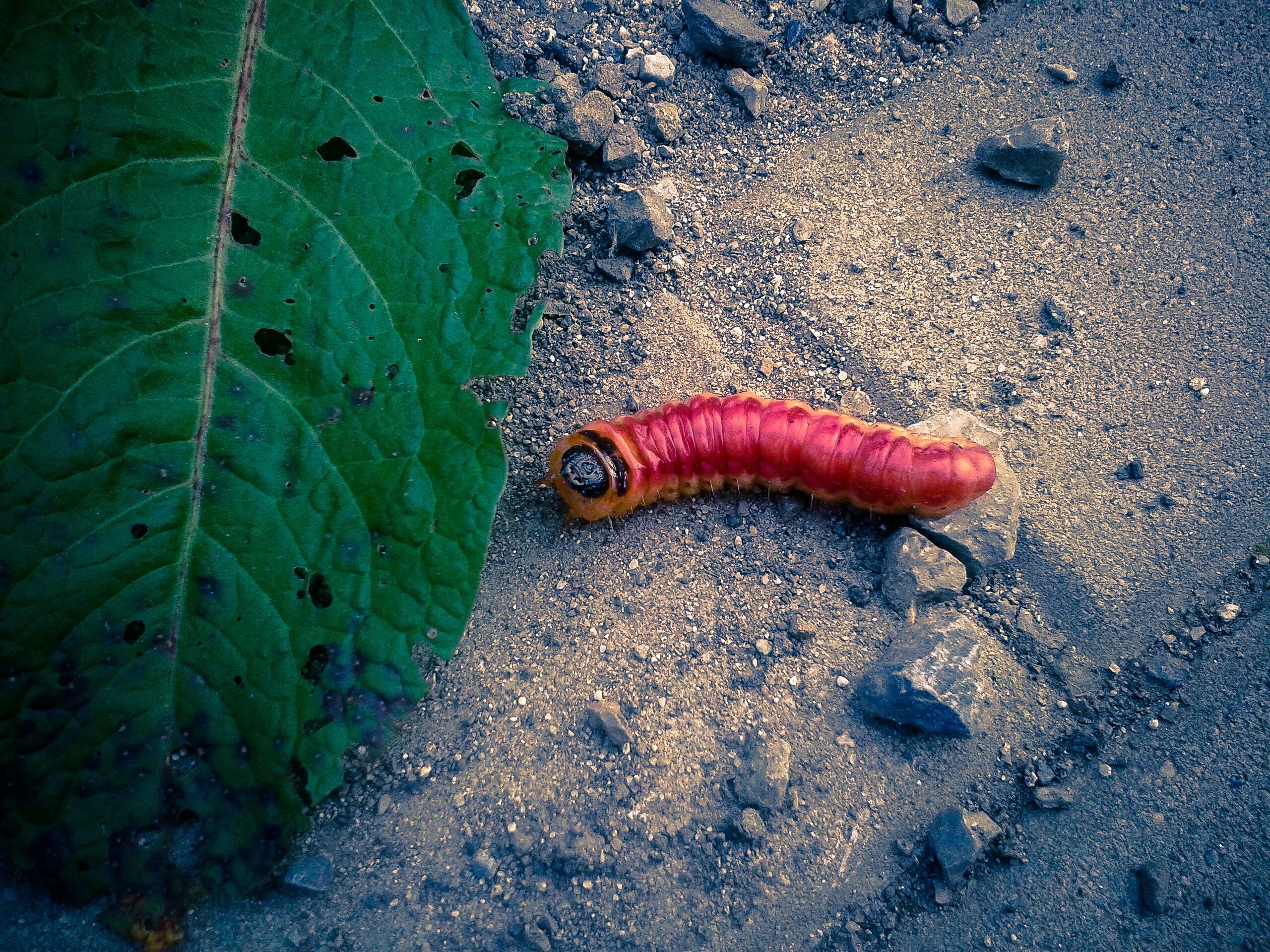 Красная личинка. Личинка червяка дождевого. Личинки земляного червя.