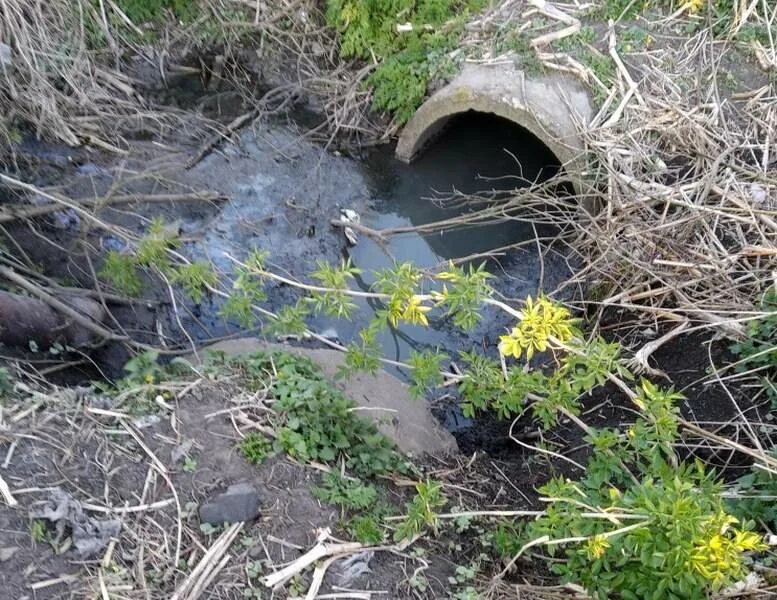 Загрязненный водоем в Калининградской области. Экология Калининградской области. Загрязнение водоемов в Калининградской области. Охрана окружающей среды в Калининграде.