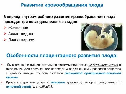 Когда появляется эмбрион при беременности
