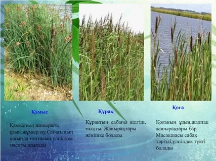 Жіңішке түкті фото