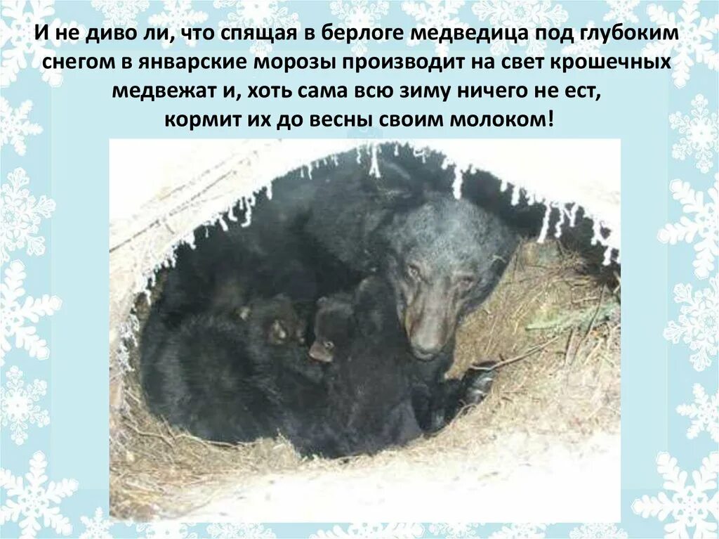 Бурый медведь в берлоге. Бурый медведь в берлоге. Берлога медведицы. Бурый медведь в берлоге. Берлога медведицы.