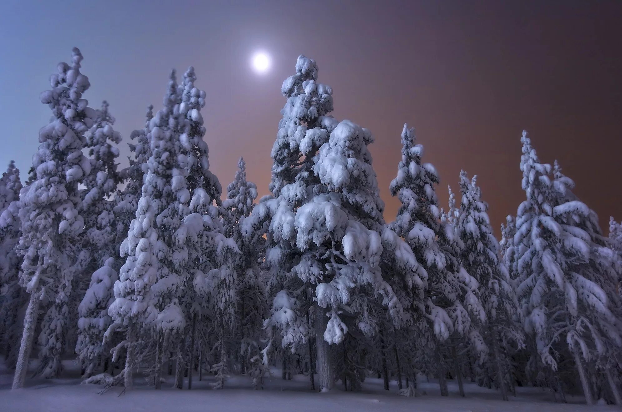Елка в снегу. Елки в снегу ночью. Сказочный зимний лес. Зимняя елка. Елки сугробы