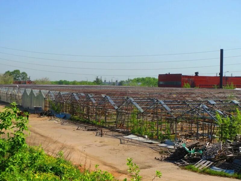 черешня ипуть и ревна. жигулёвские сады самара. офицерская 28. жигулёвские сады фото. жигулевские сады самара.