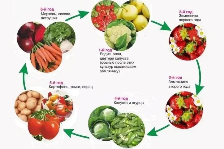 Что можно посадить после клубники на следующий год. После каких культур сажать клубнику. После чегосажпть кьубнику. Севооборот клубники.