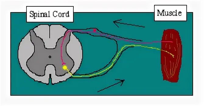 Зеленый рефлекс. Рефлекс нейробиология. Reflex Angle. Spin Reflex. Autonomic Reflex Arc.