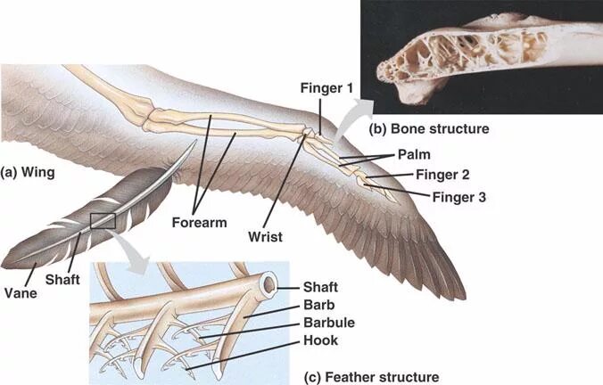 Скелет крыла птицы. Кости птичьего крыла. Крыло птицы анатомия. Анатомия крыла птицы кости.