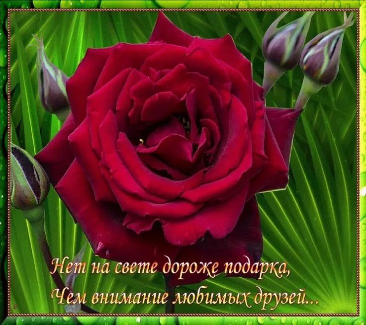 Мой дорогой друг 2016. Открытки для самых дорогих людей. открытка дорогому другу. открытки моим дорогим друзьям. пожелания дорогому человеку.