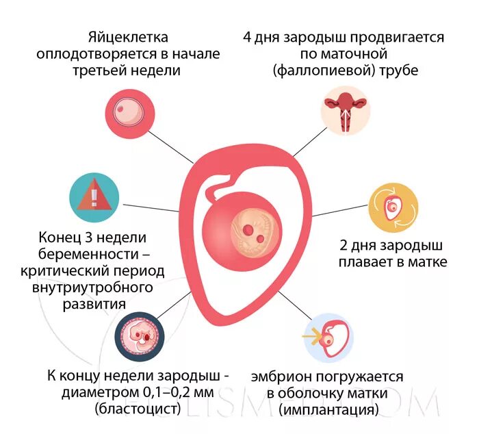 Что происходит на 3 неделе. Беременность 2 недели от зачатия симптомы. 2-3 Недели беременности симптомы. Симптомы беременности на 3 неделк.