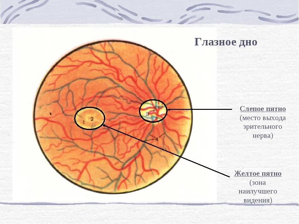 Желтое пятно это. Глазное дно сетчатка глаза анатомия. Строение глазного яблока слепое пятно. Глазное дно слепое пятно. Слепое и желтое пятно сетчатки глаза.