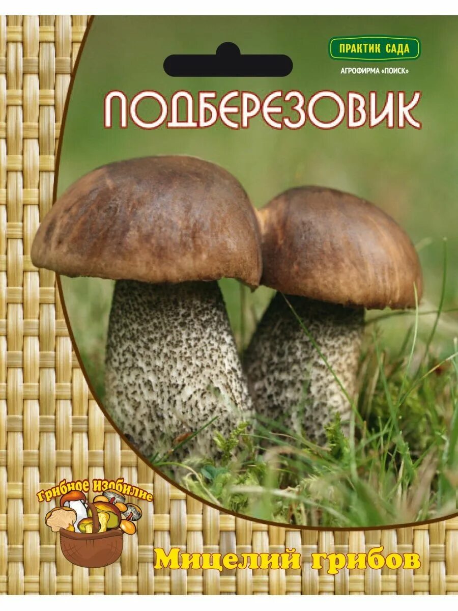 Подберезовик гриб описание. Подберёзовик обыкновенный съедобные грибы. Гриб подберезовик на белом фоне. Строение трубчатых грибов. Сообщение о подберезовике.
