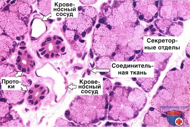 Железа строение гистология. Железа строение гистология