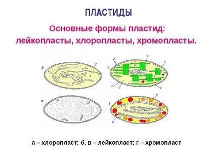 Лейкопласты растительной клетки