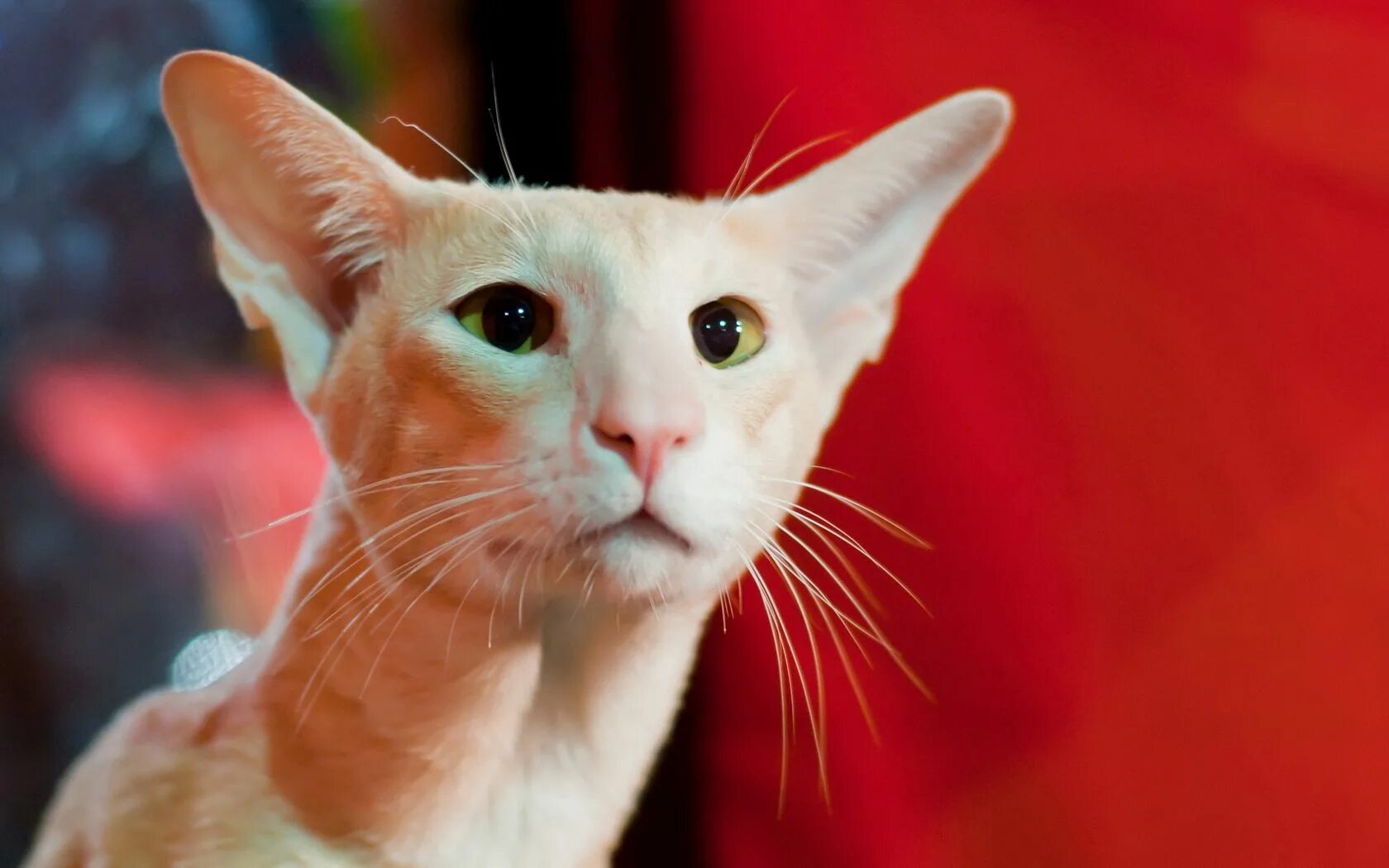 Ориентальная кошка рыжая. Петерболд Вариетта Сиам. Кот Ориентал рыжий. Красный ориентальный кот.