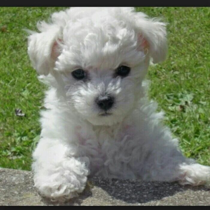 Бишон фризе породы собак. Болонка бишон фризе. Белая кудрявая собака. Бишон черный. Белая кудрявая собака.