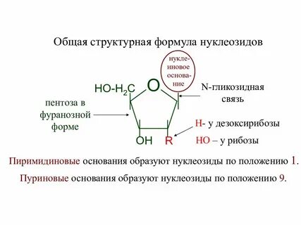 Пуриновые и пиримидиновые основания нуклеозиды нуклеотиды
