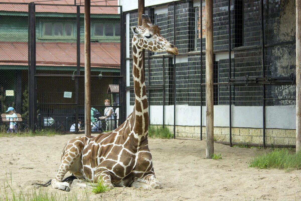непоседа артем. батутный парк жираф канаш. ленинградский зоопарк жираф соня. египет жираф. жираф алатырь.