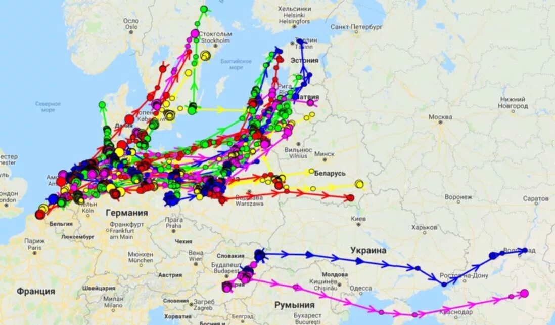 Пролет гуся. Карта миграции гусей весной. Пути весенней миграции гусей в России на карте. Пути миграции гусей на карте России. Карта миграции гусей в России весной.