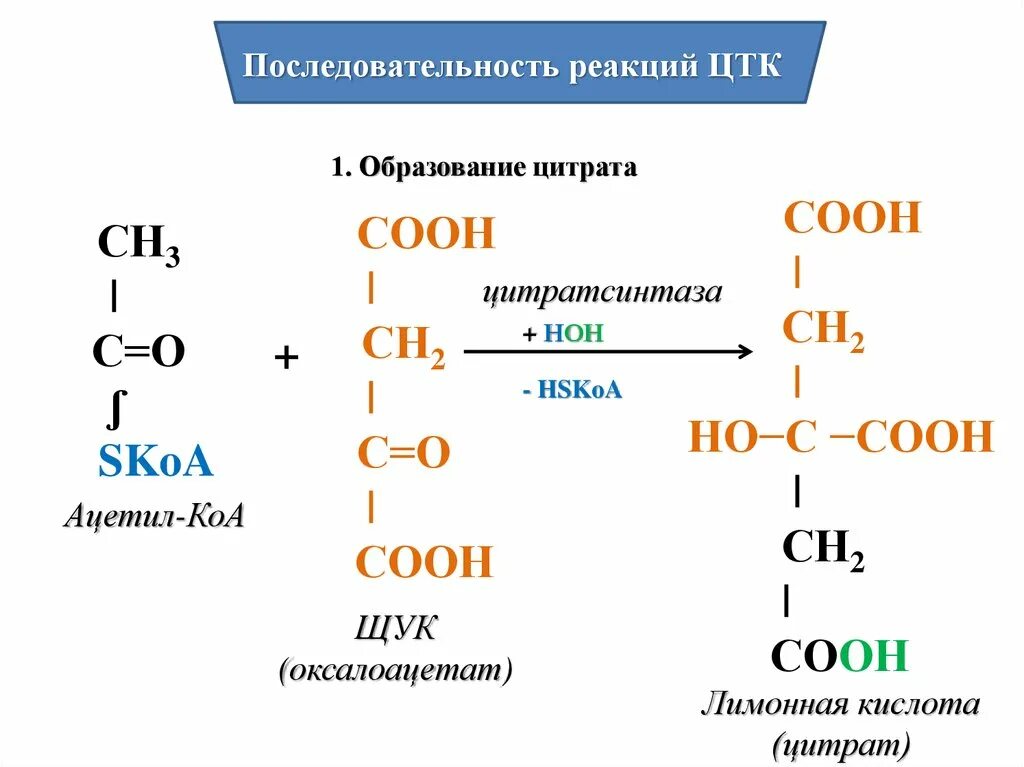 Ацетил коа фермент. Образование цитрата ЦТК. Реакции образования оксалоацетата. Реакция образования цитрата. Реакция образования лимонной кислоты в ЦТК.